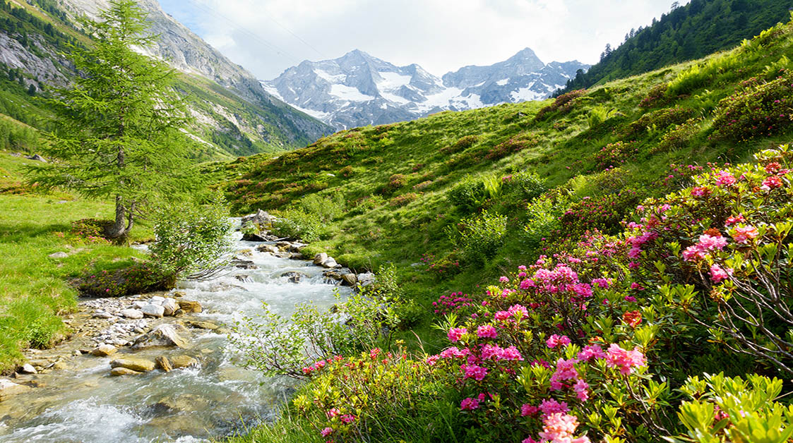 Urlaub im Zillertal, Wanderurlaub, Alpenrosen im Hochgebirgstal mit Fluss, Österreich